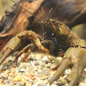 Crayfish ID