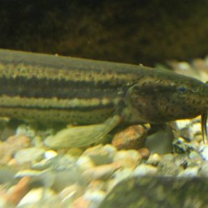 European weatherfish