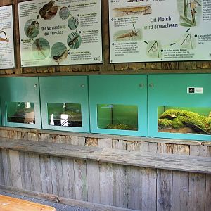 Newt and Salamander enclosures