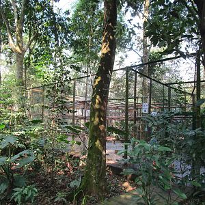 Cat Ba Langur Enclosure