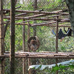 Northern White-cheeked Gibbon