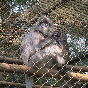 Grey Langur