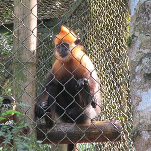 Cat Ba Langur Juvenile