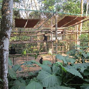 Hatinh Langur Enclosure