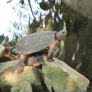 The plot thinnens - a continuation of the ID saga