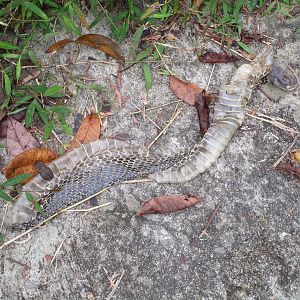 Cuc Phuong National Park - snakeskin