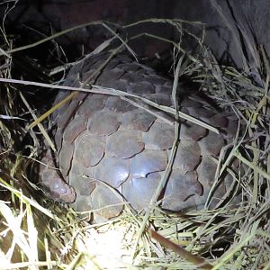 Carnivore and Pangolin Conservation Program - Pangolin