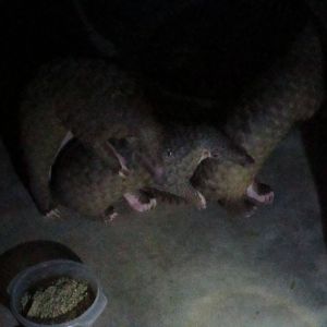 Carnivore and Pangolin Conservation Program - Sunda Pangolins