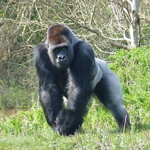 Pertinax, 13 April 2016