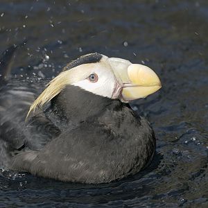 Tufted puffin bathing