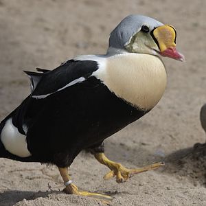 King eider drake