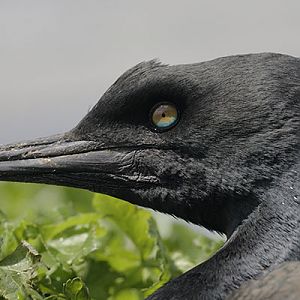 Bank cormorant profile