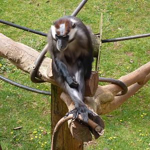 Cherry-crowned Mangabey, April 2016
