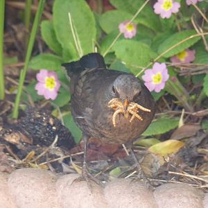 Female Blackbird, April 2016