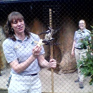 Straw-colored fruit bat demonstration
