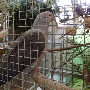Pink-headed Imperial Pigeon