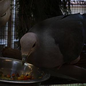 Pink-headed Imperial Pigeon