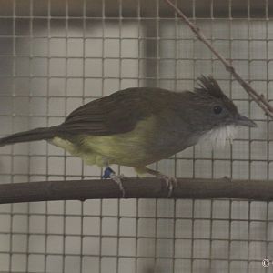 Grey-cheeked Bulbul (Alophoixus bres), October 2011