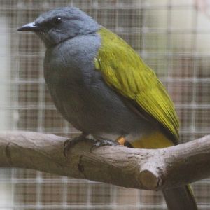 Gray-bellied Bulbul (Pycnonotus cyaniventris), October 2011