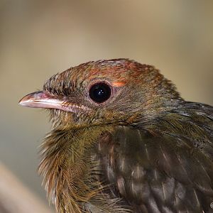 Guianan Red Cotinga (Phoenicircus carnifex), July 2010