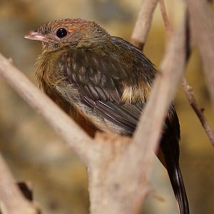 Guianan Red Cotinga (Phoenicircus carnifex), July 2010.