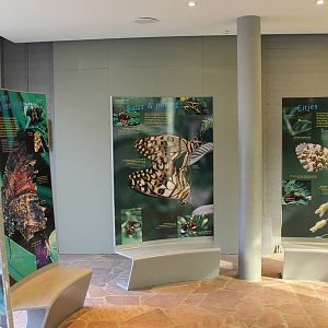 Butterfly information