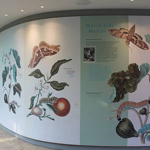 Wall-painting near entrance Butterfly-walk-through