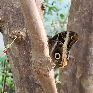 Owl butterfly