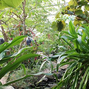 View in Butterfly-walk-through