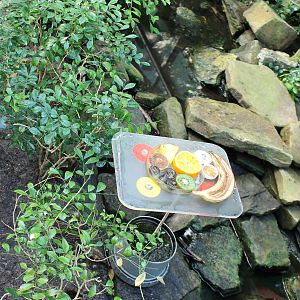 Butterfly feeding place