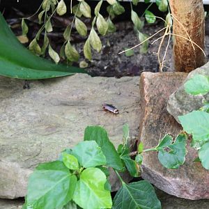 Wild Cockroach - and free-ranging Dart frog