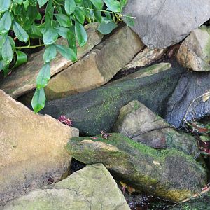 Dart frog at Butterfly-walk-through