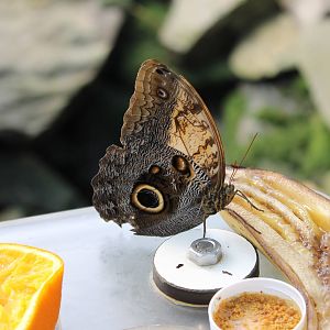 Owl butterfly