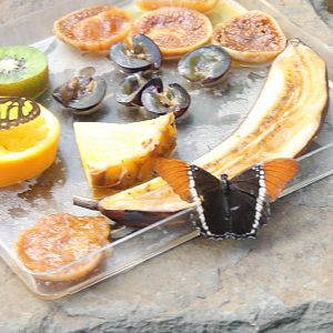 Butterflies at feeding-place