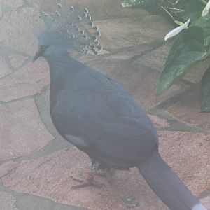 Victoria crowned pigeon at the Butterfly walk-through