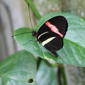 Heliconius butterfly