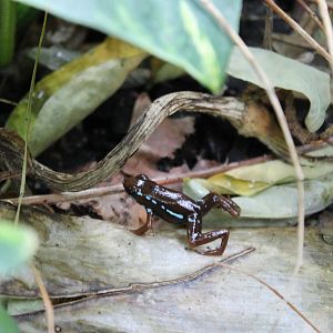 Dart frog