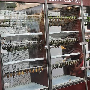 Butterfly hatching box