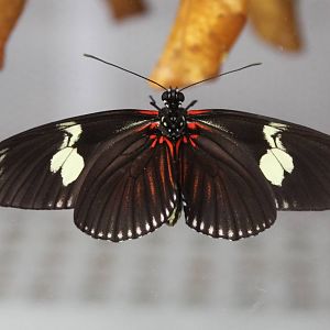 Freshly hatched butterfly