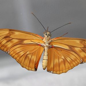 Freshly hatched butterfly