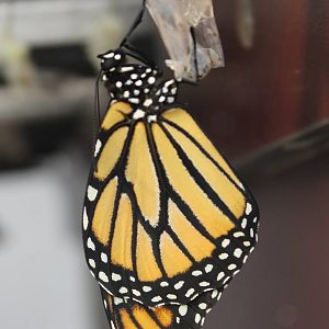 Freshly hatched butterfly