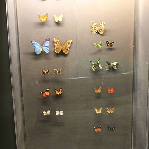 Butterfly display