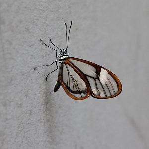 Glass-wing butterfly