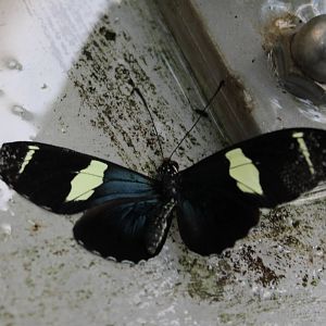 Dead Heliconius butterfly