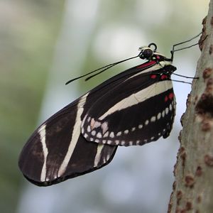 Heliconius species