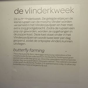 Info-sign Butterfly-breeding