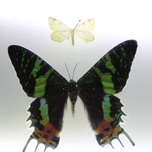 Butterfly specimens
