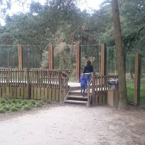 Spotted hyana viewing point