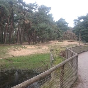 Spotted hyena enclosure