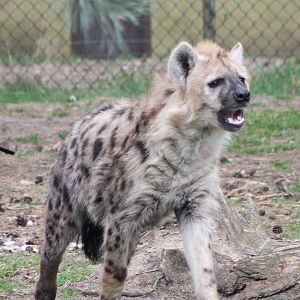 Spotted hyena